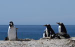 Gentoo in York bay beach