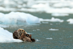 Sea Otter carries kit into water from ice floe, Alaska