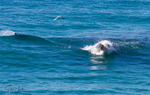 Whale Feeding 5