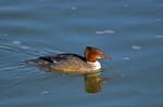 Goosander