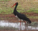 Black Stork