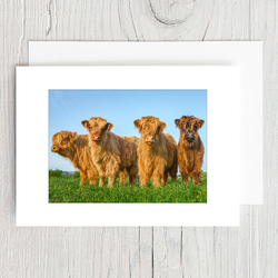 Highland Calves