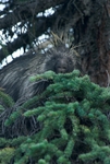 Porcupine (erethizon dorsatum), Denali National Park, Alaska