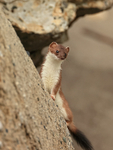 Stoat on sloping rock side, Duck Island, Alaska