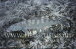 Free Swimming Bonefish.