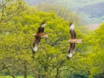 Red Kites