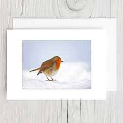 Winter Robin