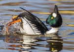 Goldeneye 1