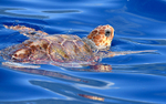 Caretta caretta