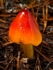 Blackening Waxcap (01)
