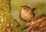 Wren 3