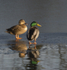 Mallards