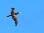 Brown Booby flying, Kilauea Point, Kauai