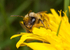 Andrena flavipes (m)