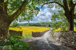 Dales Lane