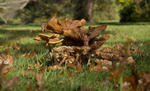 Fungi, Cholmondeley Castle, Cheshire