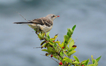 Warbler with food