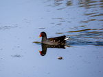 Moorhen