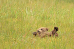 Playful Brown Bear cub on back in grass, Silver Salmon Creek, Alaska