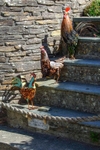 The Hens steps in Port Isaac