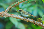 Streaked Flycatcher with berry, Costa Rica