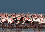 Lesser Flamingo