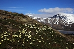 Mountain Avens 2197