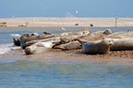 Common Seals