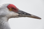 Sandhill Crane head