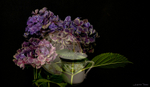 Westminster teacup  Hydrangea