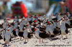FLB044: Black skimmers
