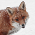 Winter Fox