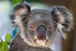 Koala Bear 5