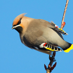 Waxwing