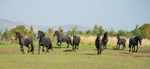 friesians 101-119