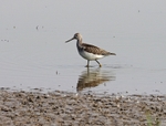 Greenshank