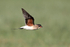Collared Pratincole