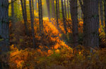 Woodland Sunbeams I