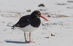 Magellanic Oystercatcher