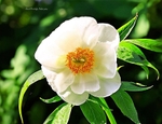 Peony imodii