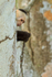 White-throated Capuchin examining vine, Costa Rica