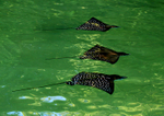 IMG_0102 Squadron of Galapagos Spotted Eagle Rays