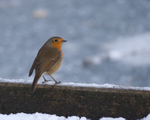 Robin