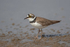 Little-ringed Plover  1904-13818