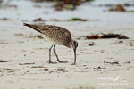 Curlew 060512 24c
