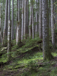 Dusk in Mount Rainier Forest - 1