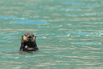 Sea Otter head above water, Surprise Inlet, Alaska