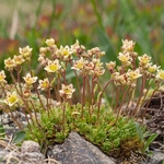 Musky saxifrage (Saxifraga exarata ssp moschata)