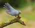 Cuckoo (male) on perch, Scotland