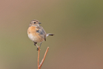 Stonechat (f) - Saxicola rubicola